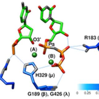 dna polymerase catalytic core.